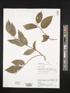 Celtis iguanaea image