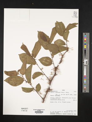 Celtis iguanaea image