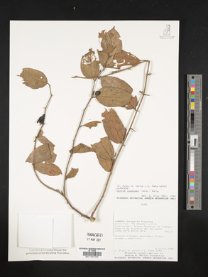 Celtis iguanaea image