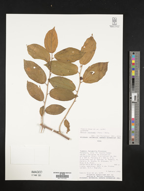 Celtis iguanaea image