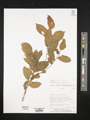 Celtis iguanaea image