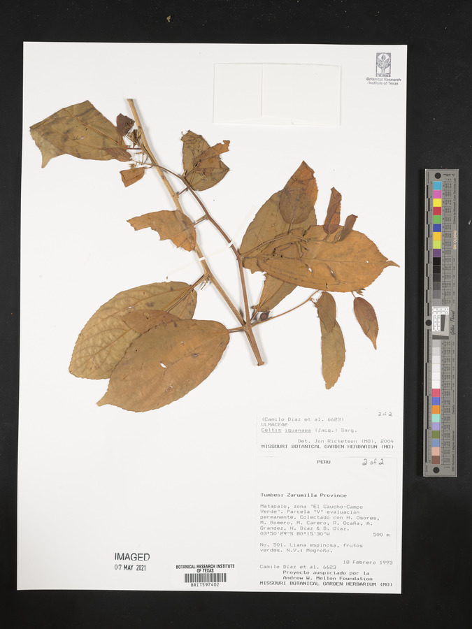 Celtis iguanaea image