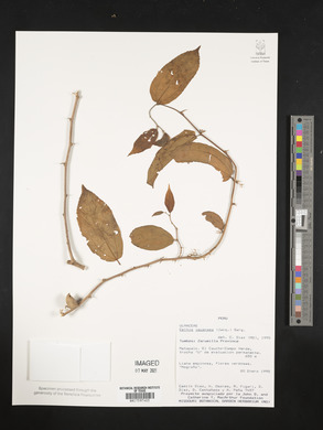 Celtis iguanaea image