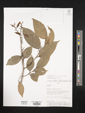 Celtis schippii image