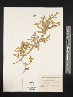 Celtis spinosa image