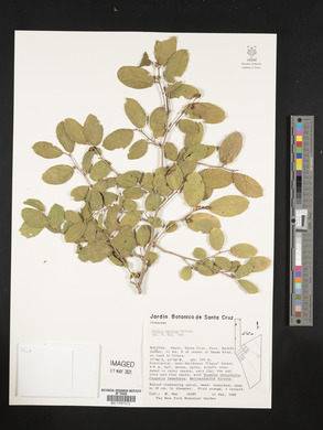 Celtis spinosa image