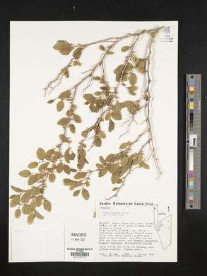 Celtis spinosa image