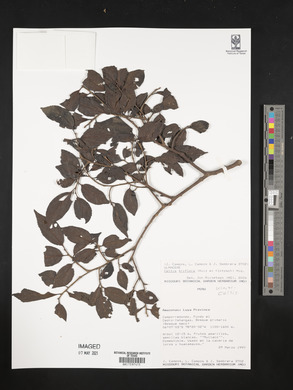 Celtis iguanaea image