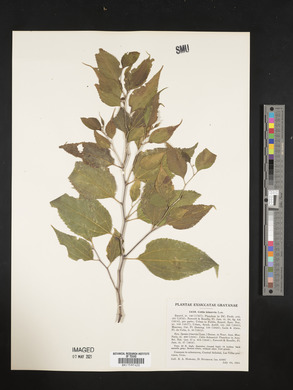 Celtis trinervia image