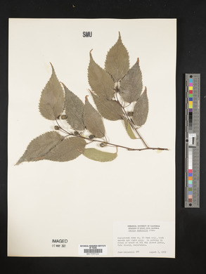 Celtis australis image