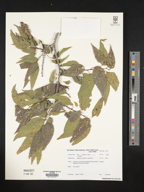 Image Associated With the Occurence
