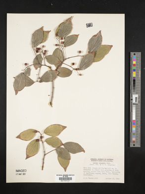 Celtis sinensis image