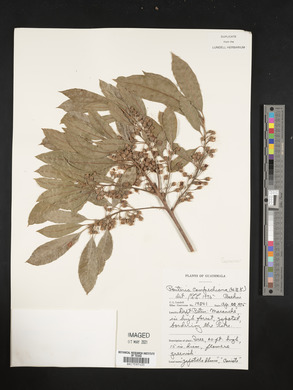 Pouteria campechiana image
