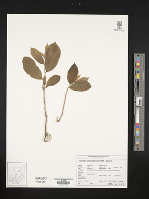 Pouteria campechiana image