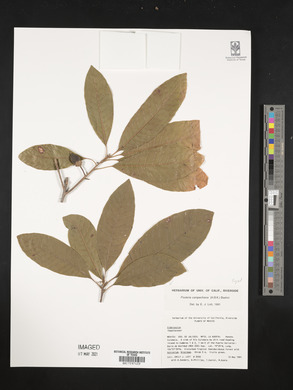 Pouteria campechiana image