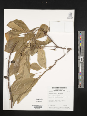 Sideroxylon capiri image