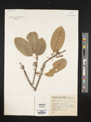 Sideroxylon capiri image