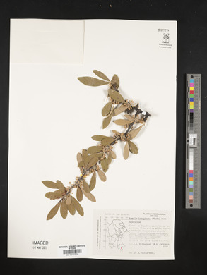 Sideroxylon lanuginosum image