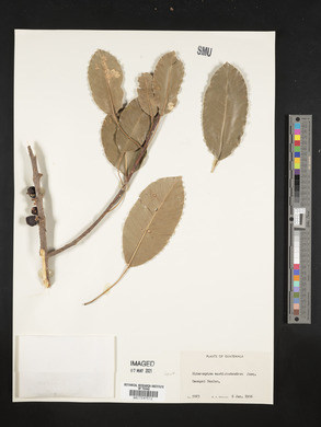 Sideroxylon mastichodendron image