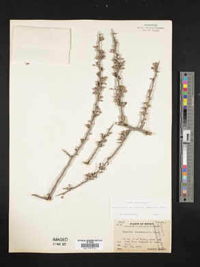 Media resource of Bumelia occidentalis