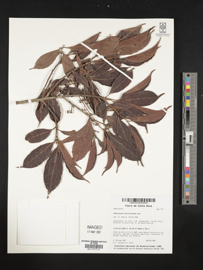 Sideroxylon portoricense image