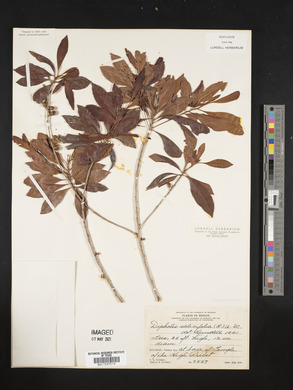 Dipholis salicifolia image