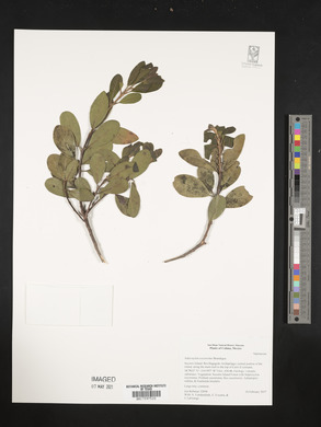 Sideroxylon socorrense image