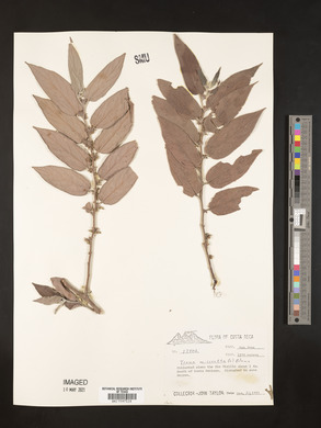 Trema micrantha image