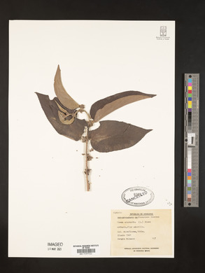 Trema micrantha image
