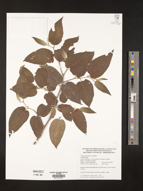 Trema micrantha image