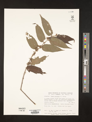Trema micrantha image
