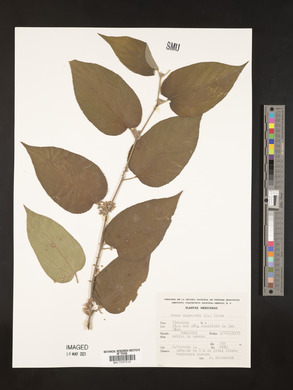 Trema micrantha image