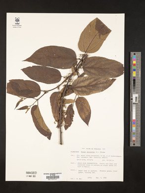 Trema micrantha image