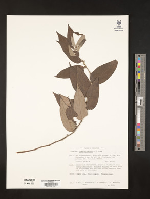Trema micrantha image