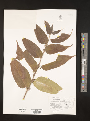 Trema micrantha image