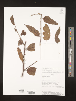 Trema integerrima image