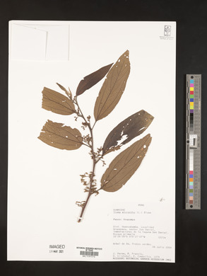 Trema micrantha image