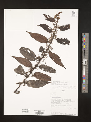 Trema micrantha image
