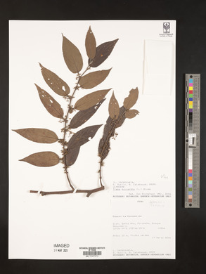 Trema micrantha image