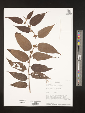 Trema orientalis image