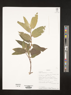 Trema orientalis image