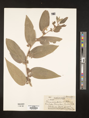 Trema orientalis image