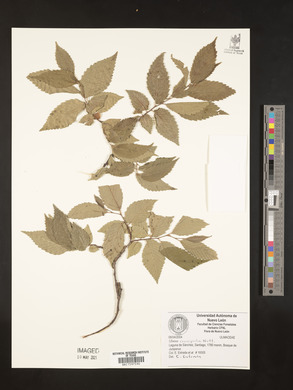 Ulmus crassifolia image