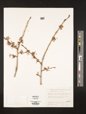 Image of Ulmus bergmanniana