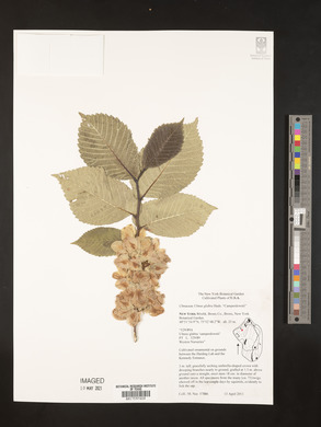 Ulmus glabra image