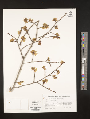 Ulmus hollandica image