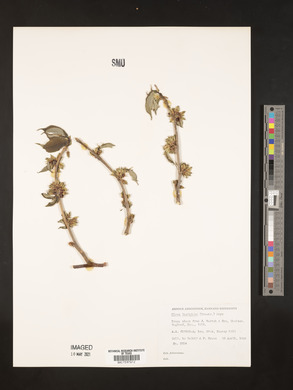 Image of Ulmus laciniata