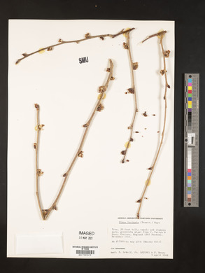 Ulmus laciniata image