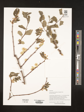 Ulmus procera image