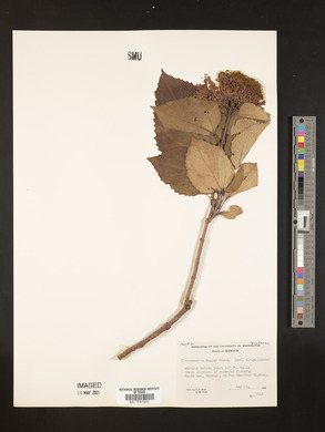 Clerodendron bungei image